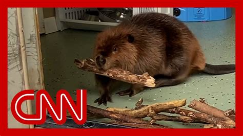 Baby beaver builds makeshift dam to keep her nemesis out - Watch the video in the player above. The beaver, named Nibi, is an orphan living at the Newhouse Wildlife Rescue Center, where she doesn't get along with another female beaver named Zibbi. So ...